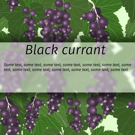 black currant with berries and branches, vector bannerのイラスト素材