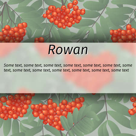 rowan with berries and branches, vector bannerのイラスト素材