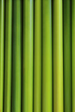 green leaf of sedgeの写真素材