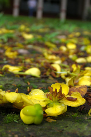 yellow flower drop on the damp floorの写真素材