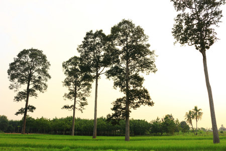 big tree in rice fieldの写真素材