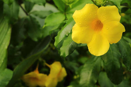 yellow flower Golden trumpet vine, Yellow bell.の写真素材