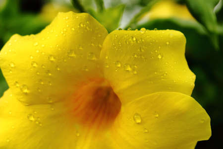 warter drop on yellow flowerの写真素材