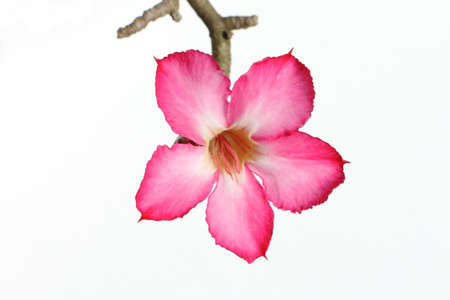 pink flower of desert rose is beautiful plantの写真素材