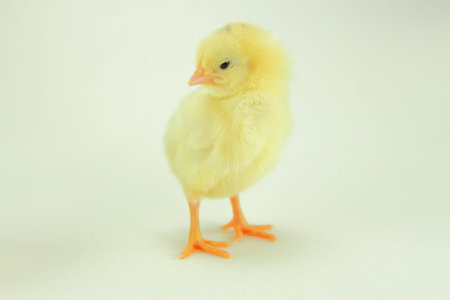 alone yellow chick born in white background