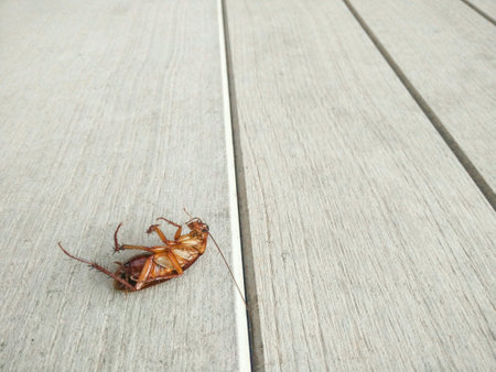 Cockroach killed on the white ground