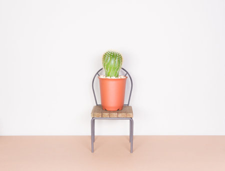 cactus and mini chair, minimalism styleの写真素材