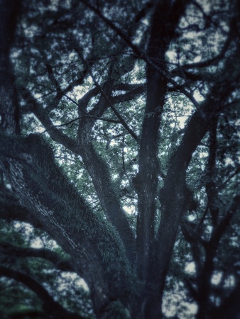 big tree in Chiangmai province, Thailandの素材