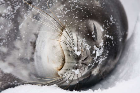 Nice marine seals sleeping on the snow in Antarcticaの写真素材