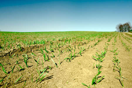 Spring field with young sproutsの写真素材