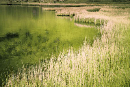 Shore of the lake with reedsの写真素材