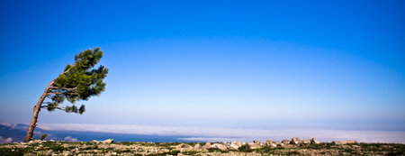 Lonely tree bending in the windの写真素材