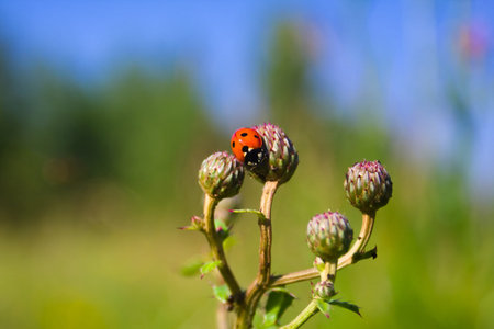 Little ladybug on flower under blue sky