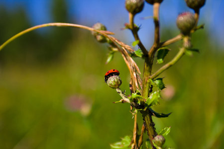 Little ladybug on flower under blue sky