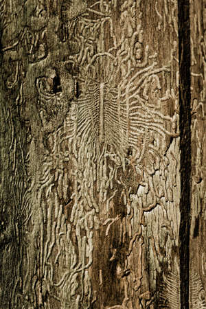 Drawing of a bark of a treeの写真素材
