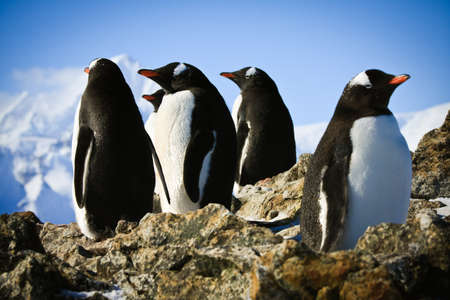 penguins dreaming sitting on a rock, mountains in the backgroundの写真素材