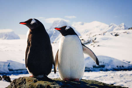 Two penguins dreaming sitting on a rock, mountains in the backgroundの写真素材