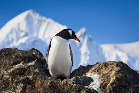 penguin have fun standing on the rocksの写真素材