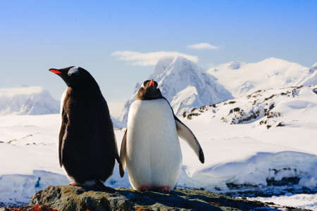 Two penguins dreaming sitting on a rock, mountains in the backgroundの写真素材