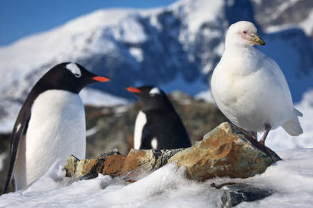 Two penguins and a bird, mountains in the backgroundの写真素材