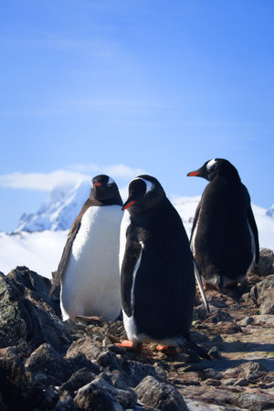 Three penguins sitting on a rock, mountains in the backgroundの写真素材