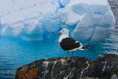 A bird sitting on a rocks in Antarcticaの写真素材