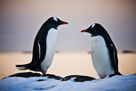 Two penguins dreaming sitting on a rockの写真素材