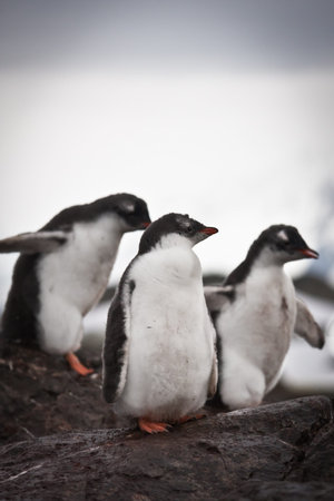 Group of penguins having fun standing on the rocksの写真素材