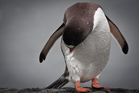 Penguin gives himself up while standing on a stone pillar