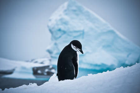 black and white penguin on the white snowの写真素材