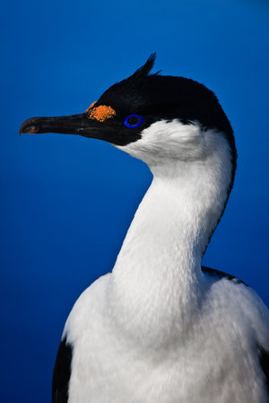 portrait of wild blue-eyed bird in Antarcticaの写真素材
