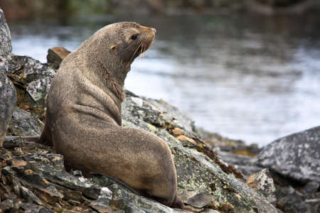 The brown seal has a rest on stones in Antarcticaの写真素材