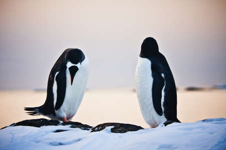 two identical penguins resting on the stony coast of Antarcticaの写真素材