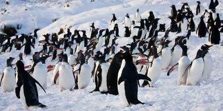 a large group of penguins having fun in the snowy hills of the Antarcticの写真素材