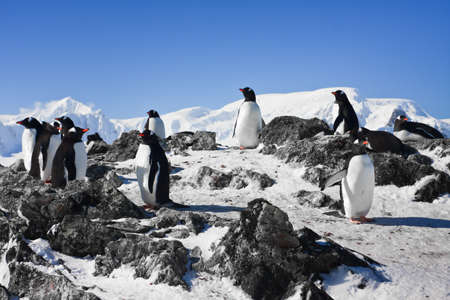 penguins dreaming sitting on a rock, mountains in the backgroundの写真素材