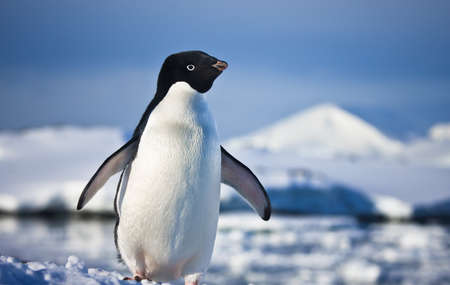 black and white penguin on the white snowの写真素材