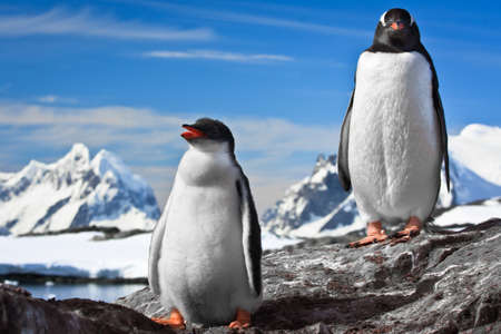two penguins resting on the stony coast of Antarcticaの写真素材