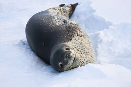 The grey seal has a rest  in Antarcticaの写真素材