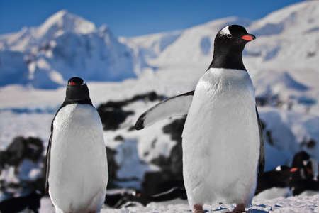 Two penguins dreaming, mountains in the backgroundの写真素材