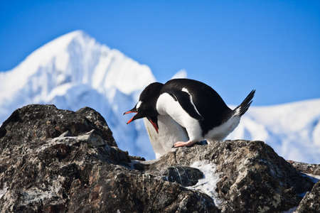 Two penguins have fun sitting on a rock, mountains in the backgroundの写真素材