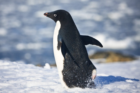 black and white penguin running on the white snow in Antarcticaの写真素材