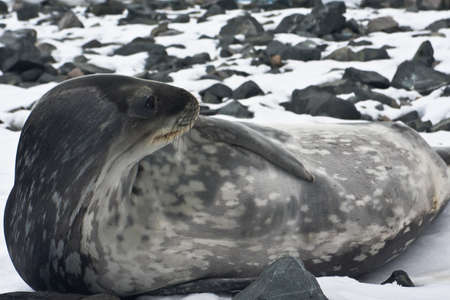 The grey seal has a rest on stones in Antarcticaの写真素材