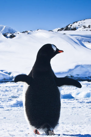 penguin standing on the rocks covered snow. Antarcticaの写真素材