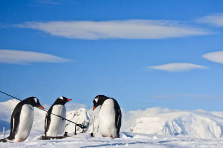 Three identical penguins resting on the top of the hill in Antarcticaの写真素材