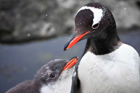 two penguins resting on the stony coast of Antarcticaの写真素材