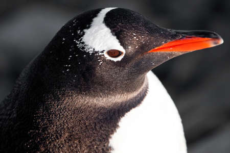 black and white penguin in Antarcticaの写真素材