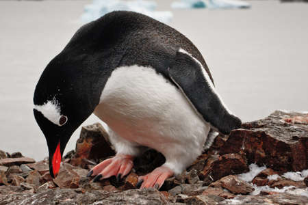 black and white penguin in Antarcticaの写真素材