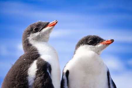 two penguins resting on the coast of Antarcticaの写真素材