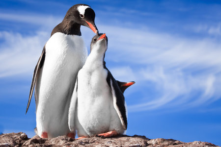 two penguins resting on the stony coast of Antarcticaの写真素材