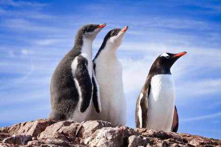 penguins resting on the stony coast of Antarcticaの写真素材